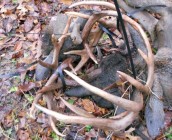 Three bucks 2